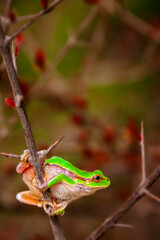 Tree Frog