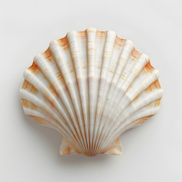 Scallop shell isolated on white background, front view
