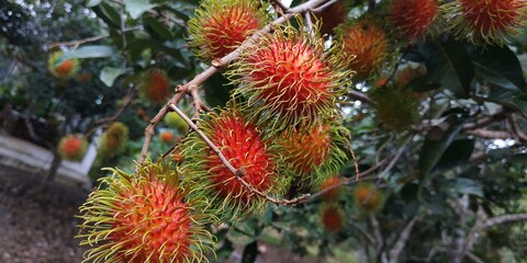 Fresh rambutan