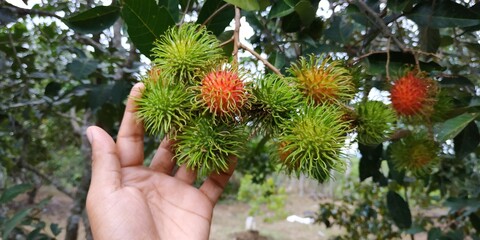Fresh rambutan fruit that is still green