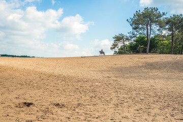 Rider on horseback at the end of a large sandy plain. The photo was taken in a large nature reserve...