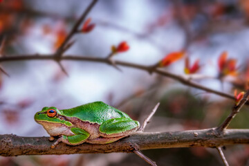 Tree Frog
