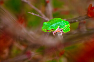 Tree Frog