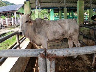 white cow confined in a cage