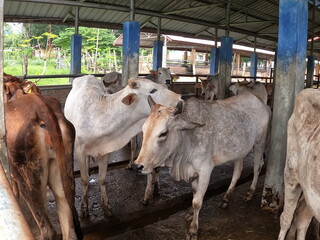 white cow confined in a cage