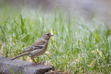 A female common chaffinch (Fringilla coelebs) stands near the green grass perpendicular to the camera lens on a cloudy summer day.
