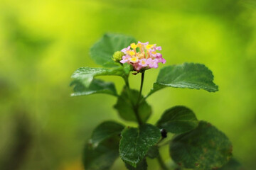 pink flower Lantana camara, Verbenaceae blooming in garden on blurred of nature background