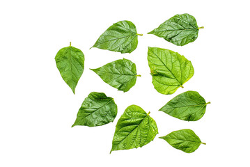 Green Floating Leaves Flying Leaves Green Leaf  pngDancing isolated on transparent background. Flying whirl green leaves in the air, Healthy products by organic natural ingredients concept