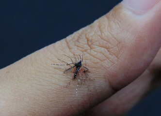 Dead forest mosquito on a hand