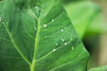 Green taro leaves