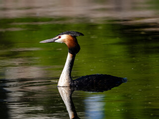 Great Crested Grebe on water