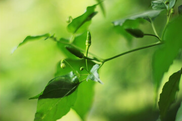 Small green chilies as ornamental plants in the yard 