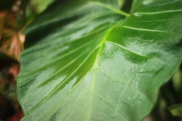 Close up dew drops on green taro leaves in the morning. Raindrops on taro leaves in the morning.