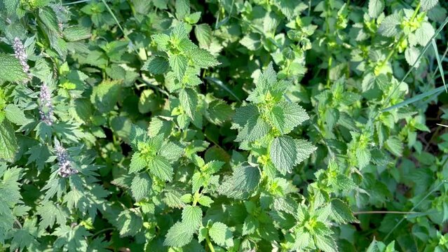 Deaf nettle grows on the lawn in the forest