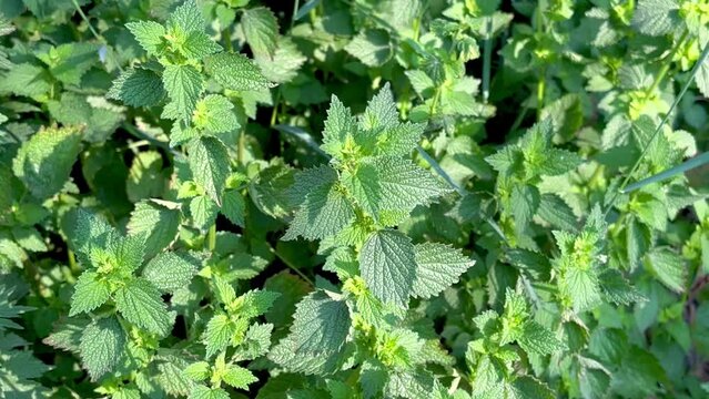 Deaf nettle grows on the lawn in the forest