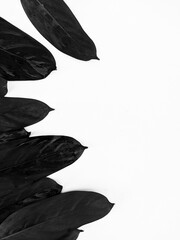 black and white portrait of leaves. copy space