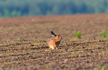 Zając na polu