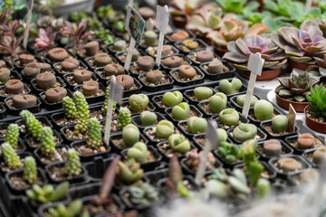 Assortment of small succulents are for sale in pots at a plant nursery