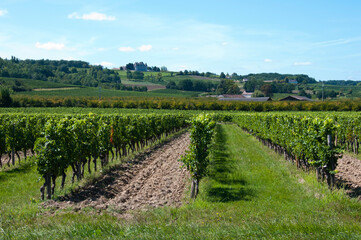 Vineyards at Chateau Monbazillac, Dordogne, France