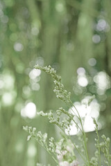 Closeup Dry  Grass Flowers with Bokeh background - vintage Patterns green color