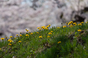 五稜郭公園の春