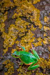Tree Frog