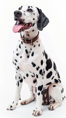 A Dalmatian dog sits on a white background