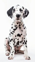 A Dalmatian dog sits on a white background
