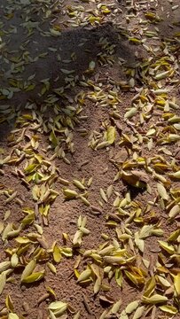 Autumn scene, with the ground full of yellow fallen leaves and shadow from the moving trees. Video in vertical format.