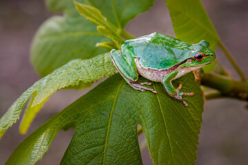 Tree Frog