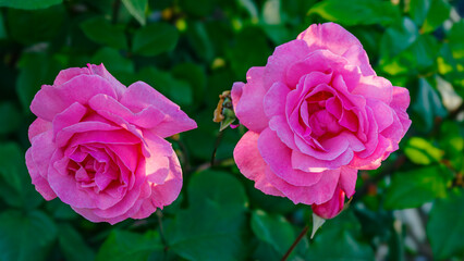 バラの花のクローズアップ
