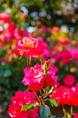 Obraz premium バラの花のクローズアップ