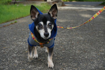 yamanasikenn   Japan