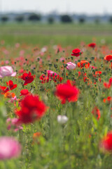 全盛期のポピー畑
