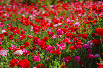 全盛期のポピー畑
