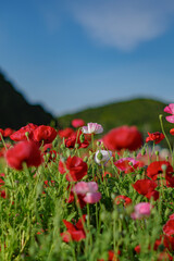 全盛期のポピー畑
