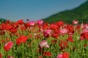 全盛期のポピー畑
