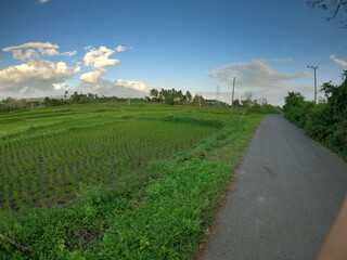 Asphalt road on the edge of the rice fields