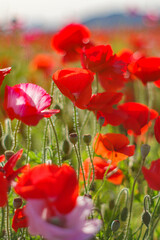 Obraz premium 真っ赤なポピー畑 