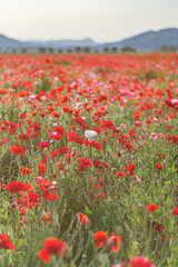 真っ赤なポピー畑
