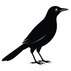 Solid color Common Grackle animal vector design