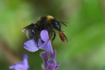 Closeup on a worker Garden Bumblebee, Bombus hortorum wwith a parasite brownish-yellow Antherophagus pallens beetle attached to it's mandibles