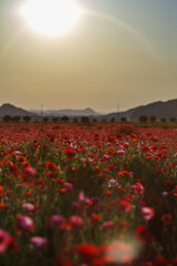 夕陽に染まるポピー