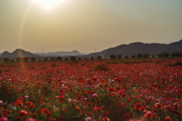 夕陽に染まるポピー