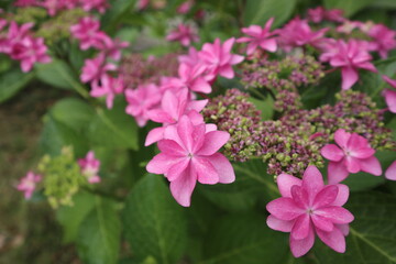 Naklejka premium 赤紫色のアジサイの花 横型