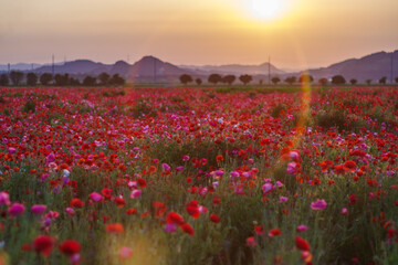 夕陽に染まるポピー