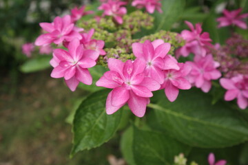 Fototapeta premium 赤紫色のアジサイの花 横型