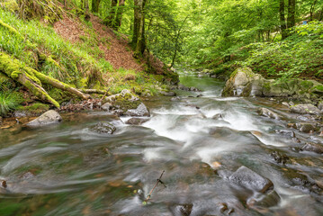 Obraz premium River flowing under the beech forest in spring. Arga River, Navarra