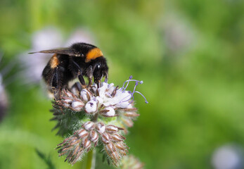 Bienentrachtpflanze mit Hummel