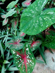red and green leaves The most beautiful leaves are the betel lily leaves. When they get raindrops,...